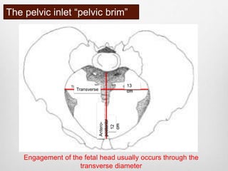 The pelvic inlet “pelvic brim” 
13 
cm 
Antero-posterior 
Transverse 
12 
cm 
Engagement of the fetal head usually occurs through the 
transverse diameter 
 