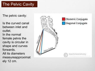 1 chapter 1 applied clinical obstetric anatomy | PPTX