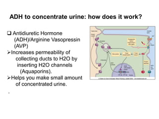 1 Chapter one _ Anatomy and Physiology of Urinary Systems_compressed (1 ...
