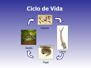 Ciclo de Vida   Adulto Pupa Larva Huevos 