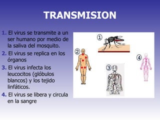TRANSMISION 1.  El virus se transmite a un ser humano por medio de la saliva del mosquito. 2.  El virus se replica en los órganos 3.   El virus infecta los leucocitos (glóbulos blancos) y los tejido linfáticos. 4.  El virus se libera y circula en la sangre 