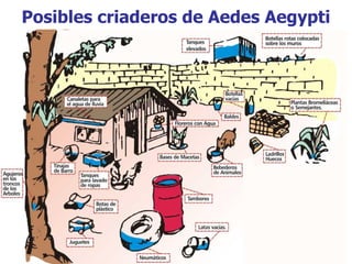 Posibles criaderos de Aedes Aegypti 