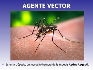 AGENTE VECTOR Es un artrópodo, un mosquito hembra de la especie  Aedes Aegypti . 