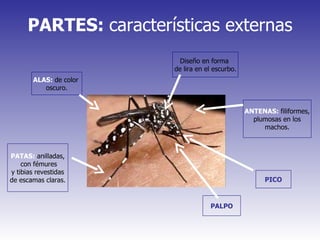 PARTES:  características externas ALAS:   de color  oscuro. PATAS:  anilladas, con fémures y tibias revestidas  de escamas claras. PALPO Diseño en forma  de lira en el escurbo. ANTENAS:   filiformes, plumosas en los machos. PICO 