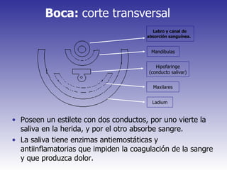 Boca:  corte transversal   Poseen un estilete con dos conductos, por uno vierte la saliva en la herida, y por el otro absorbe sangre. La saliva tiene enzimas antiemostáticas y antiinflamatorias que impiden la coagulación de la sangre y que produzca dolor. Labro y canal de  absorción sanguínea .   Mandíbulas Hipofaringe (conducto salivar) Maxilares Ladium 