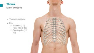 Tower Rib A discription of chest wall trauma in a clinical setting | PDF