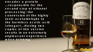 "The ALDH2 gene encodes a protein ...responsible for the second step of ethanol processing: the conversion of the highly toxic acetaldehyde to the harmless acetic acid (vinegar)...Having two copies of this version results in an extremely unpleasant experience when drinking"
