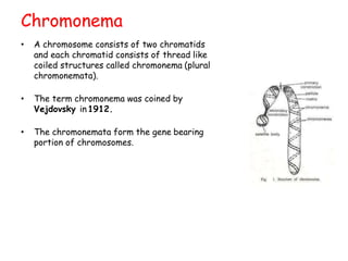 Chromonema
• A chromosome consists of two chromatids
and each chromatid consists of thread like
coiled structures called chromonema (plural
chromonemata).
• The term chromonema was coined by
Vejdovsky in1912.
• The chromonemata form the gene bearing
portion of chromosomes.
 