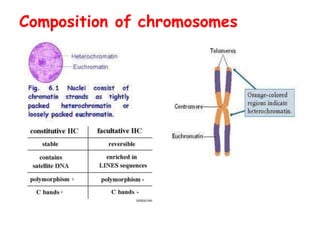 Composition of chromosomes
 