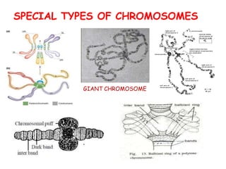 SPECIAL TYPES OF CHROMOSOMES
GIANT CHROMOSOME
 