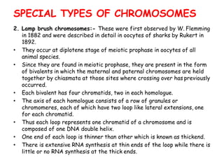 2. Lamp brush chromosomes:- These were first observed by W. Flemming
in 1882 and were described in detail in oocytes of sharks by Rukert in
1892.
• They occur at diplotene stage of meiotic prophase in oocytes of all
animal species.
• Since they are found in meiotic prophase, they are present in the form
of bivalents in which the maternal and paternal chromosomes are held
together by chiasmata at those sites where crossing over has previously
occurred.
• Each bivalent has four chromatids, two in each homologue.
• The axis of each homologue consists of a row of granules or
chromomeres, each of which have two loop like lateral extensions, one
for each chromatid.
• Thus each loop represents one chromatid of a chromosome and is
composed of one DNA double helix.
• One end of each loop is thinner than other which is known as thickend.
• There is extensive RNA synthesis at thin ends of the loop while there is
little or no RNA synthesis at the thick ends.
SPECIAL TYPES OF CHROMOSOMES
 