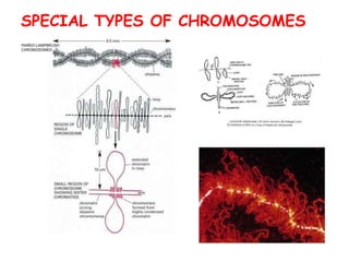 SPECIAL TYPES OF CHROMOSOMES
 