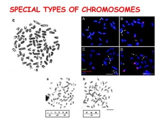 SPECIAL TYPES OF CHROMOSOMES
 