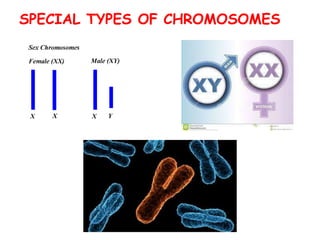 SPECIAL TYPES OF CHROMOSOMES
 