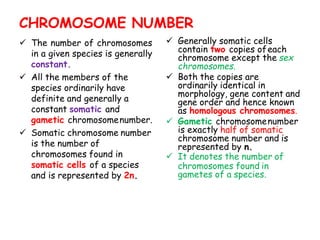  The number of chromosomes
in a given species is generally
constant.
 All the members of the
species ordinarily have
definite and generally a
constant somatic and
gametic chromosomenumber.
 Somatic chromosome number
is the number of
chromosomes found in
somatic cells of a species
and is represented by 2n.
 Generally somatic cells
contain two copies ofeach
chromosome except the sex
chromosomes.
 Both the copies are
ordinarily identical in
morphology, gene content and
gene order and hence known
as homologous chromosomes.
 Gametic chromosomenumber
is exactly half of somatic
chromosome number and is
represented by n.
 It denotes the number of
chromosomes found in
gametes of a species.
CHROMOSOME NUMBER
 