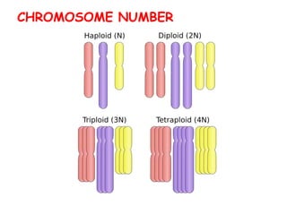 CHROMOSOME NUMBER
 