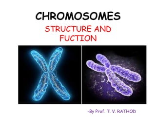 CHROMOSOMES
STRUCTURE AND
FUCTION
-By Prof. T. V. RATHOD
 