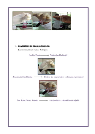  REACCIONES DE RECONOCIMIENTO
Reconocimiento en Medios Biológicos
Azul de Prusia

Reacción de Fenolftaleína

Con Ácido Pícrico Positivo

Positivo (azul brillante)

Positivo (no característico – coloración rojo intenso)

(característico – coloración anaranjado)

 