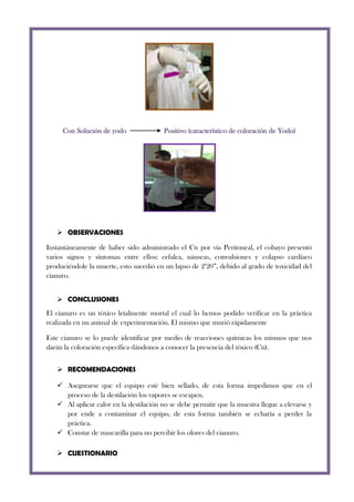 Con Solución de yodo

Positivo (característico de coloración de Yodo)

 OBSERVACIONES
Instantáneamente de haber sido administrado el Cn por vía Peritoneal, el cobayo presentó
varios signos y síntomas entre ellos: cefalea, náuseas, convulsiones y colapso cardíaco
produciéndole la muerte, esto sucedió en un lapso de 2’20”, debido al grado de toxicidad del
cianuro.
 CONCLUSIONES
El cianuro es un tóxico letalmente mortal el cual lo hemos podido verificar en la práctica
realizada en un animal de experimentación. El mismo que murió rápidamente
Este cianuro se lo puede identificar por medio de reacciones químicas los mismos que nos
darán la coloración específica dándonos a conocer la presencia del tóxico (Cn).
 RECOMENDACIONES
 Asegurarse que el equipo esté bien sellado, de esta forma impedimos que en el
proceso de la destilación los vapores se escapen.
 Al aplicar calor en la destilación no se debe permitir que la muestra llegue a elevarse y
por ende a contaminar el equipo, de esta forma también se echaría a perder la
práctica.
 Constar de mascarilla para no percibir los olores del cianuro.
 CUESTIONARIO

 