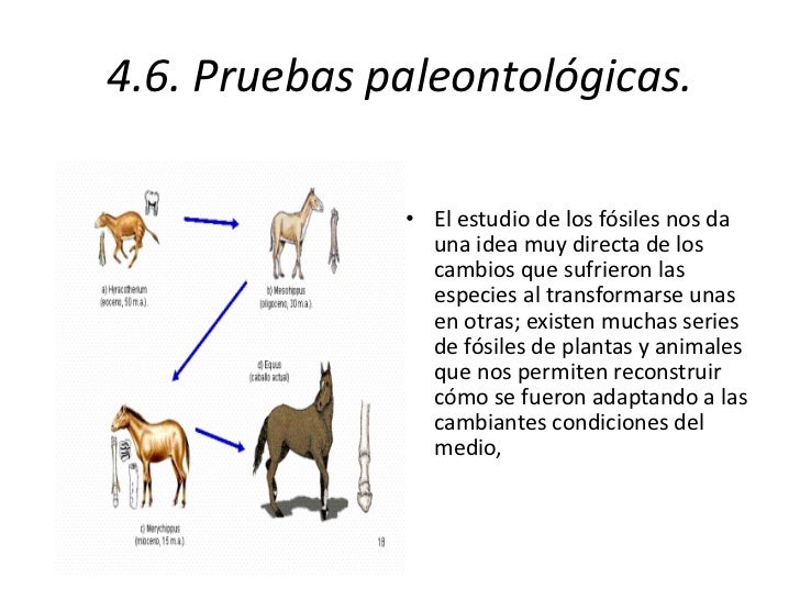 Clase Evolución Prueba N° 1