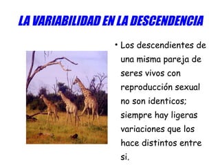 LA VARIABILIDAD EN LA DESCENDENCIA Los descendientes de una misma pareja de seres vivos con reproducción sexual no son identicos; siempre hay ligeras variaciones que los hace distintos entre si. 