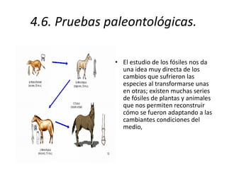4.6. Pruebas paleontológicas. El estudio de los fósiles nos da una idea muy directa de los cambios que sufrieron las especies al transformarse unas en otras; existen muchas series de fósiles de plantas y animales que nos permiten reconstruir cómo se fueron adaptando a las cambiantes condiciones del medio,  