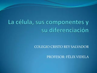 La célula, sus componentes y su diferenciación COLEGIO CRISTO REY SALVADOR PROFESOR: FÉLIX VIDELA  