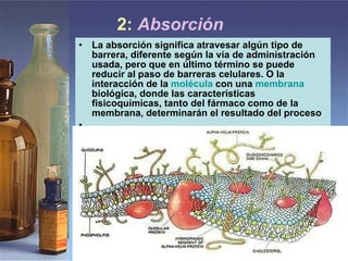 2:  Absorción  La absorción significa atravesar algún tipo de barrera, diferente según la vía de administración usada, pero que en último término se puede reducir al paso de barreras celulares. O la interacción de la  molécula  con una  membrana  biológica, donde las características fisicoquímicas, tanto del fármaco como de la membrana, determinarán el resultado del proceso 