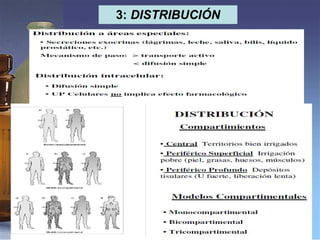 3:  DISTRIBUCIÓN 