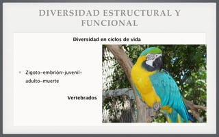 DIVERSIDAD ESTRUCTURAL Y
FUNCIONAL
Zigoto-embrión-juvenil-
adulto-muerte
Vertebrados
Diversidad en ciclos de vida
 