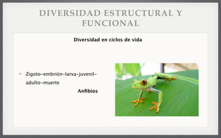 DIVERSIDAD ESTRUCTURAL Y
FUNCIONAL
Zigoto-embrión-larva-juvenil-
adulto-muerte
Anﬁbios
Diversidad en ciclos de vida
 