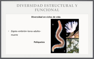 DIVERSIDAD ESTRUCTURAL Y
FUNCIONAL
Zigoto-embrión-larva-adulto-
muerte
Poliquetos
Diversidad en ciclos de vida
 