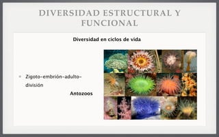 DIVERSIDAD ESTRUCTURAL Y
FUNCIONAL
Zigoto-embrión-adulto-
división
Antozoos
Diversidad en ciclos de vida
 