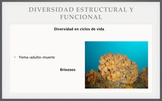 DIVERSIDAD ESTRUCTURAL Y
FUNCIONAL
Yema-adulto-muerte
Briozoos
Diversidad en ciclos de vida
 