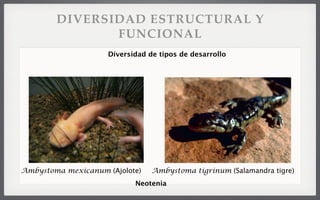 DIVERSIDAD ESTRUCTURAL Y
FUNCIONAL
Neotenia
Diversidad de tipos de desarrollo
Ambystoma mexicanum (Ajolote) Ambystoma tigrinum (Salamandra tigre)
 