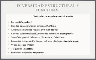 DIVERSIDAD ESTRUCTURAL Y
FUNCIONAL
Bursas (Oﬁuroideos)
Cavidad bucal, branquias externas (Anﬁbios)
Árboles respiratorios rectales (Holoturiodeos)
Cavidad paleal (Moluscos); Pulmones paleales (Gasterópodos)
Superﬁcie general del cuerpo (Protozoos, Cnidarios)
Branquias faríngeas (Cordados); pulmones faríngeos (Vertebrados)
Vejiga gaseosa (Peces)
Traqueolas (Insectos)
Pulmones traqueales (Isópodos)
Diversidad de cavidades respiratorias
 
