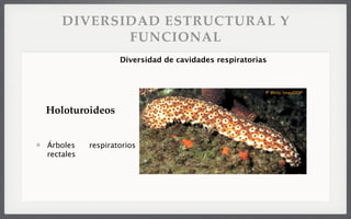 DIVERSIDAD ESTRUCTURAL Y
FUNCIONAL
Diversidad de cavidades respiratorias
Holoturoideos
Árboles respiratorios
rectales
 