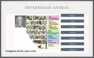 Categorías de los seres vivos
DIVERSIDAD ANIMAL
Reino
Filo
Clase
Orden
Familia
Género
Especie
 