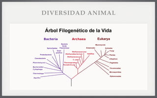 DIVERSIDAD ANIMAL
 