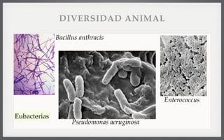 Bacillus anthracis
Enterococcus
Pseudomonas aeruginosa
Eubacterias
DIVERSIDAD ANIMAL
 