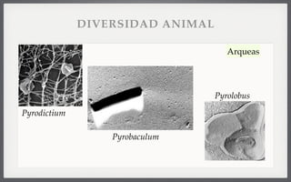 Pyrodictium
Pyrolobus
Pyrobaculum
Arqueas
DIVERSIDAD ANIMAL
 