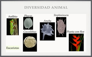 Anﬁbio
Ameba
Coccolithus
StephminsemPhacus
Planta con ﬂor
Eucariotas
DIVERSIDAD ANIMAL
 