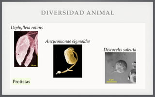 Diphylleia rotans
Discocelis saleuta
Ancyromonas sigmoides
Protistas
DIVERSIDAD ANIMAL
 