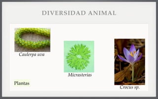Caulerpa uva
Crocus sp.
Micrasterias
Plantas
DIVERSIDAD ANIMAL
 