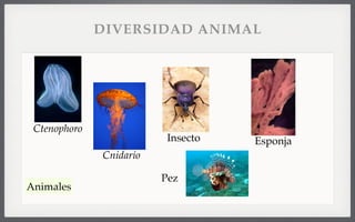 Animales
Ctenophoro
EsponjaInsecto
Cnidario
Pez
DIVERSIDAD ANIMAL
 