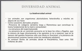 Los animales son organismos pluricelulares heterótrofos y móviles en
alguna de sus fases
Como caracteres derivados propios:
-Presencia de colágeno (proteína larga y ﬁlamentosa que constituye la
trama fundamental de la matriz extracelular)
-La estructura del espermatozoide
-La presencia de un centriolo accesorio en la base los cilios y ﬂagelos, que
la meiosis da lugar directamente a los gametos (y no a esporas), que en la
meiosis del gameto femenino sólo una célula es funcional, y la presencia de
desmosomas (uniones fuertes entre las membrana celulares).
Se conocen fósiles de animales desde el Precámbrico, hace unos 700
millones de años
La biodiversidad animal
DIVERSIDAD ANIMAL
 