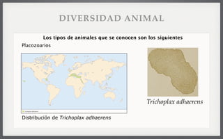 Placozoarios
Los tipos de animales que se conocen son los siguientes
Trichoplax adhaerens
Distribución de Trichoplax adhaerens
DIVERSIDAD ANIMAL
 