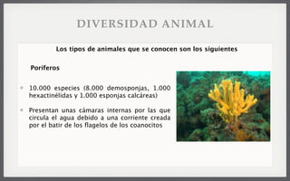10.000 especies (8.000 demosponjas, 1.000
hexactinélidas y 1.000 esponjas calcáreas)
Presentan unas cámaras internas por las que
circula el agua debido a una corriente creada
por el batir de los ﬂagelos de los coanocitos
Los tipos de animales que se conocen son los siguientes
Poríferos
DIVERSIDAD ANIMAL
 