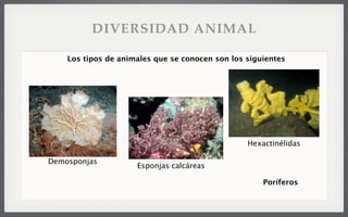 Los tipos de animales que se conocen son los siguientes
Poríferos
Demosponjas
Hexactinélidas
Esponjas calcáreas
DIVERSIDAD ANIMAL
 