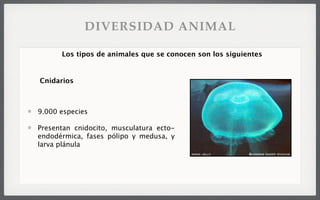 9.000 especies
Presentan cnidocito, musculatura ecto-
endodérmica, fases pólipo y medusa, y
larva plánula
Los tipos de animales que se conocen son los siguientes
Cnidarios
DIVERSIDAD ANIMAL
 